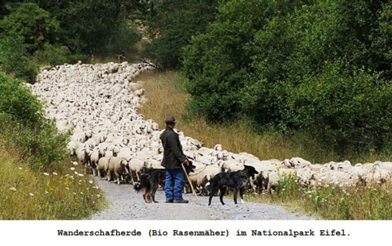 Ferienwohnung Gross B Schleiden Εξωτερικό φωτογραφία